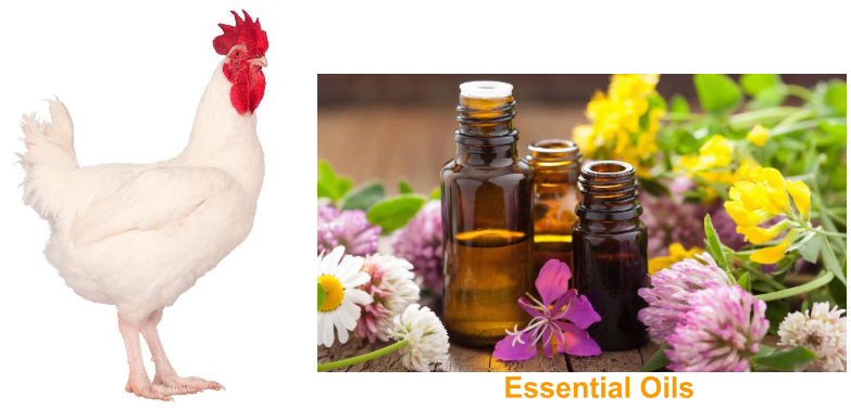 essential oils in poultry nutrition.PNG